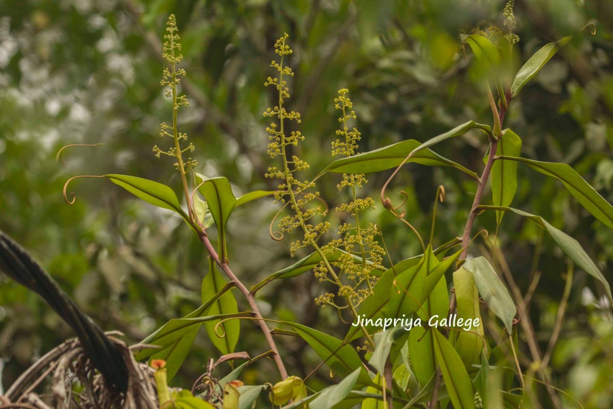 Nepenthes distillatoria L.